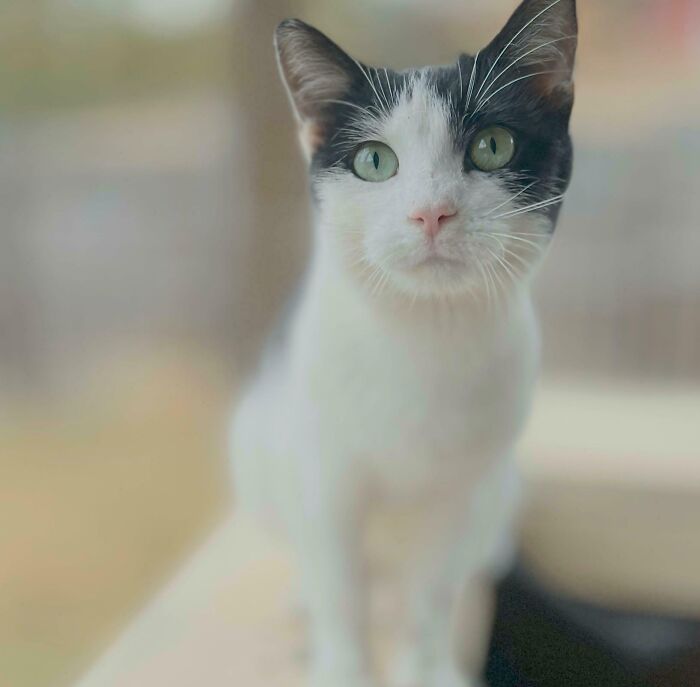 She’s The Barn Cat Who Has Adopted Me. Took This Just Now