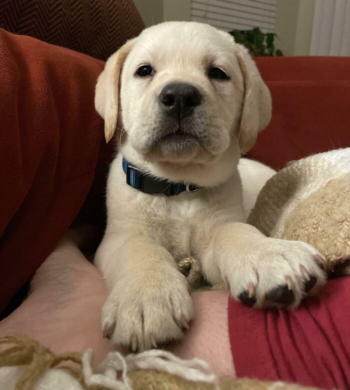 Just Adopted This Young Man