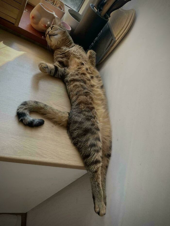 Cat lounging on a table, resembling a pose from a Renaissance painting.