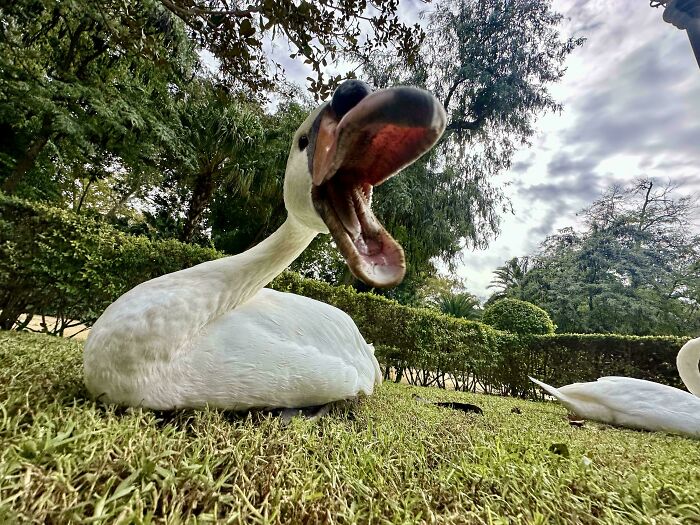 A swan with an open beak on grass, surrounded by trees, displaying funny bird behavior.