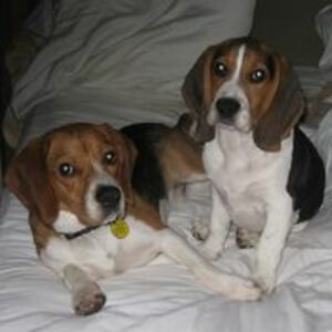 buddyanddarby avatar