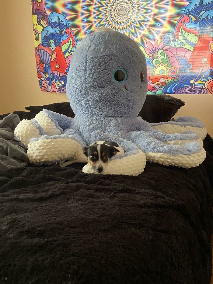 Small dog lying comfortably on a large plush octopus on a bed, showing one of the derpy dogs that may make your day.