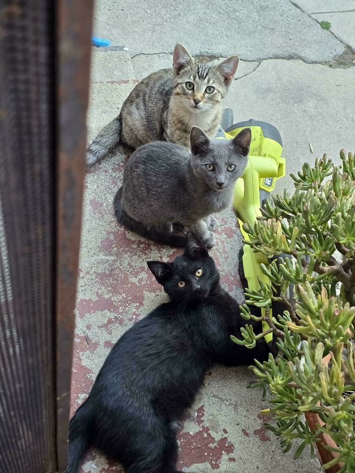 I Opened The Door And Stumbled Upon These Cuties Having A Meeting