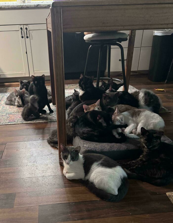 The Council Cuddling Under The Kitchen Table