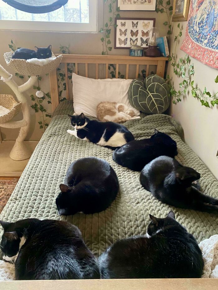 The Council Has Claimed My Bed As Their Own