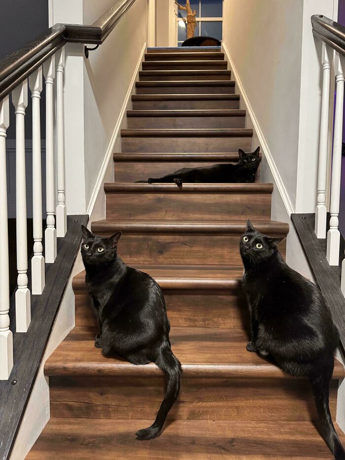 What Are They Up To?