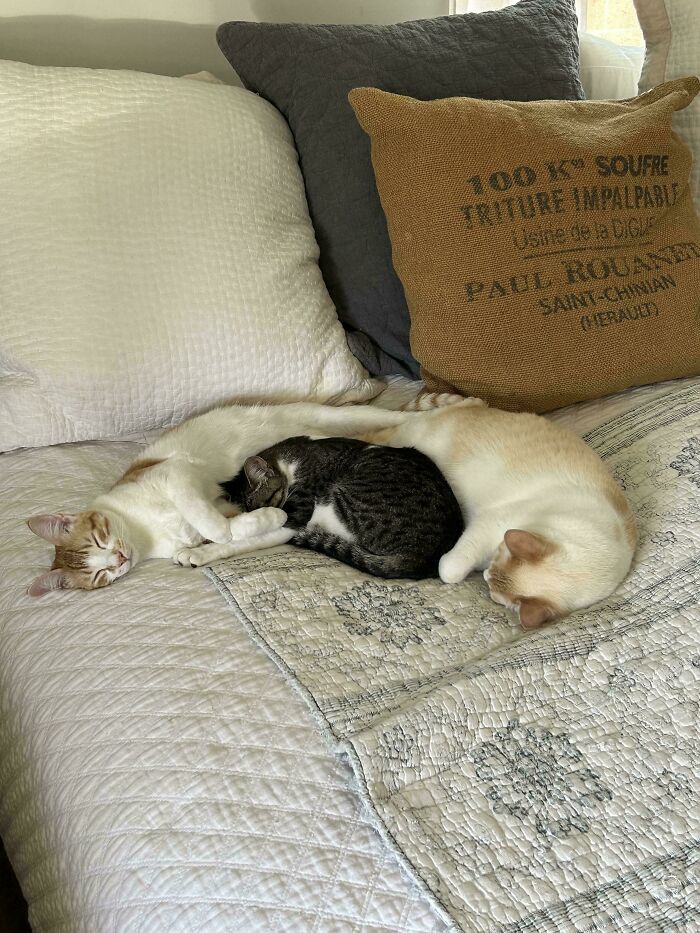 The Council Is On Good Terms Today