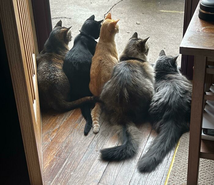 Daily Morning Council Meeting To Discuss The Squirrels Outside