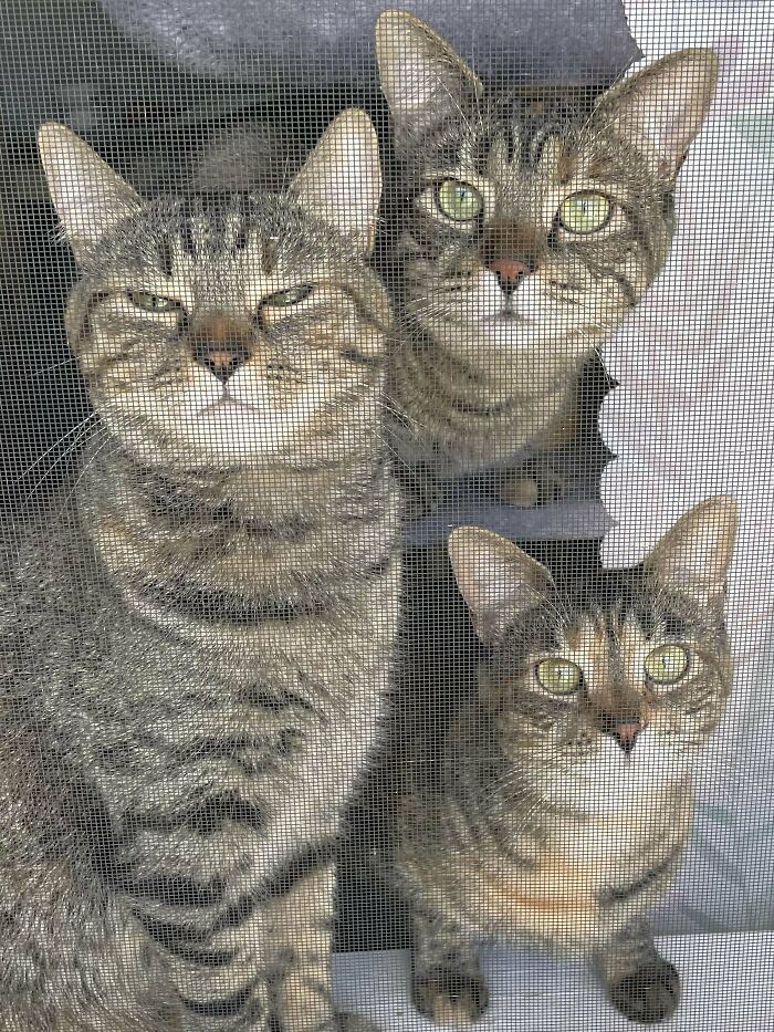 Council Judging Me How I Garden