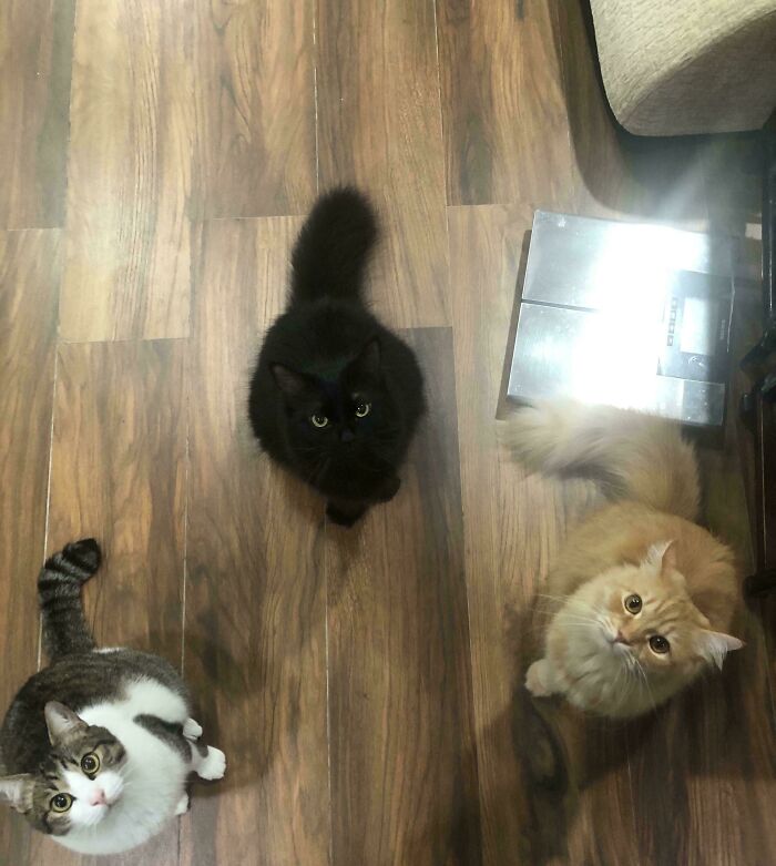 What Has The Council Decided?