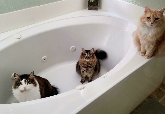 The Council Judging Me While Getting Dressed