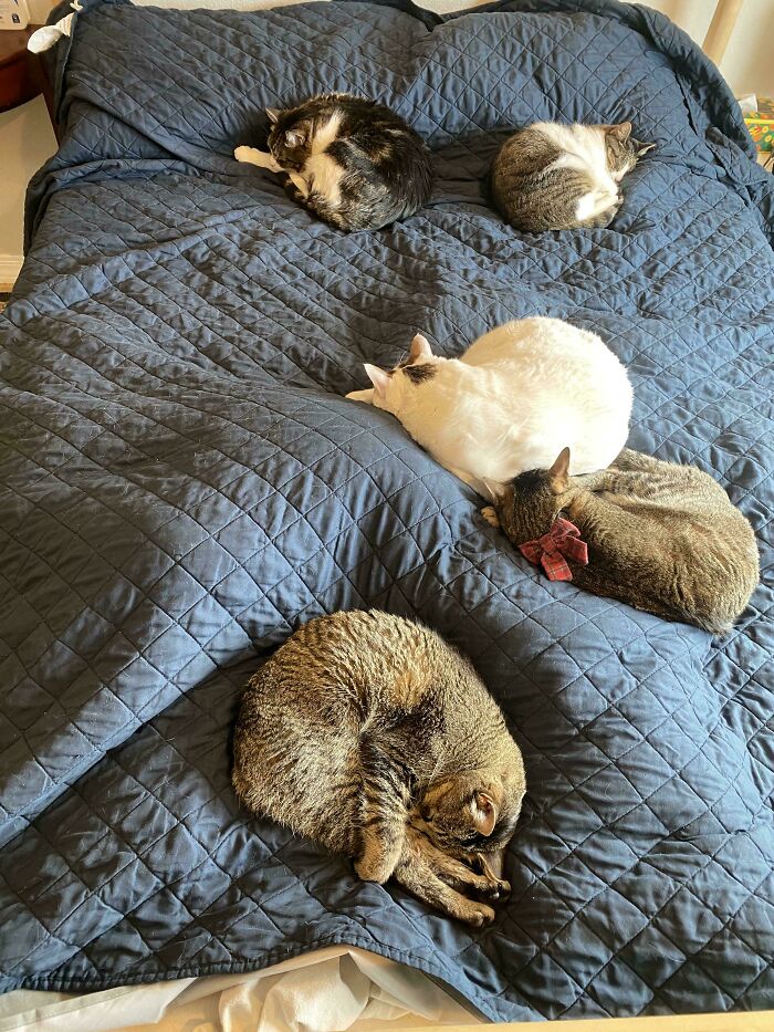 I Have No Say What Happens To My Bed. The Full Council Has Adjourned To It