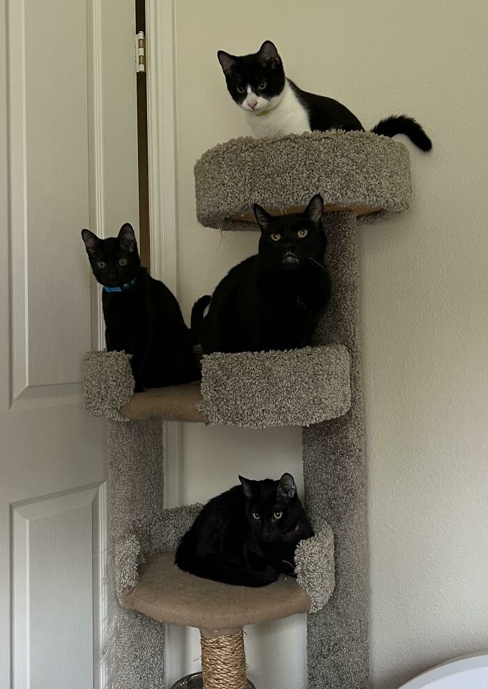 The Newly Formed Council Debriefs Halloween