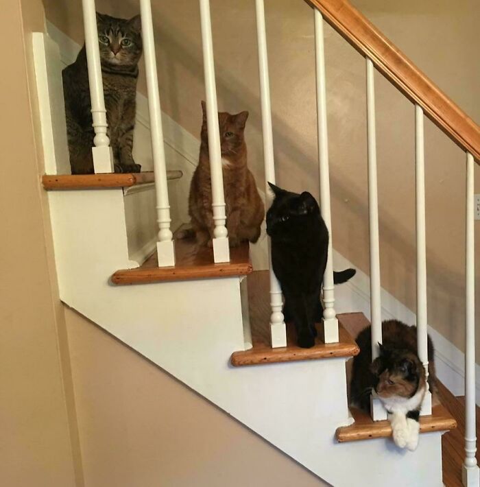Staircase Council