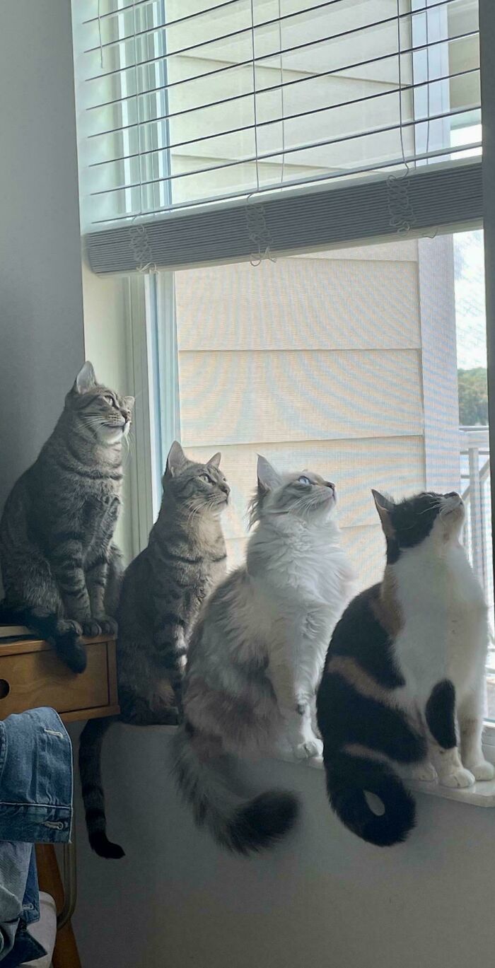 It’s A Bird, It’s A Plane…. It’s A Lizard!