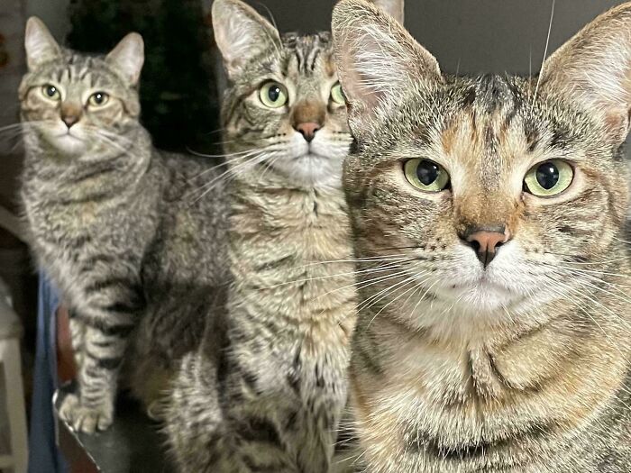 The Council Is Not Amused By My Pre-Dinner Magic Tricks