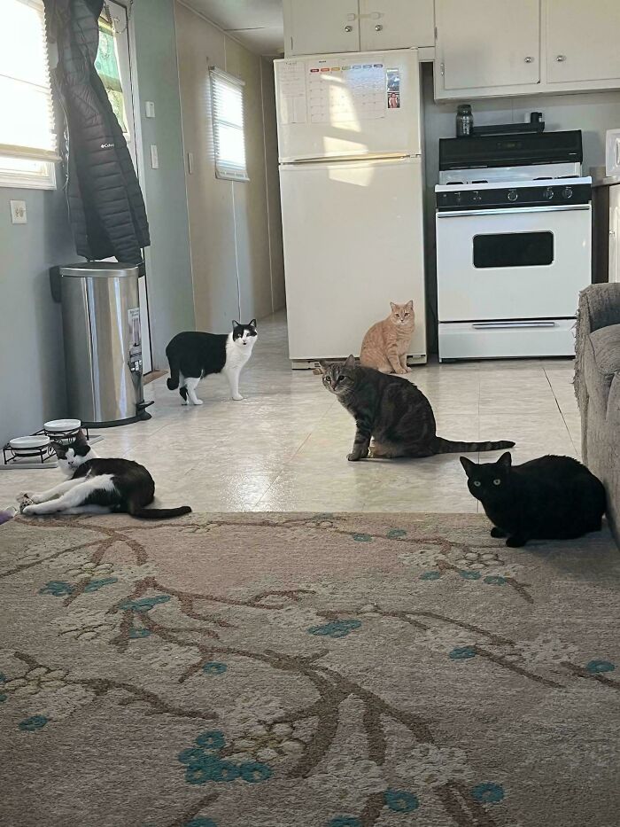 My Council, Just Counciling