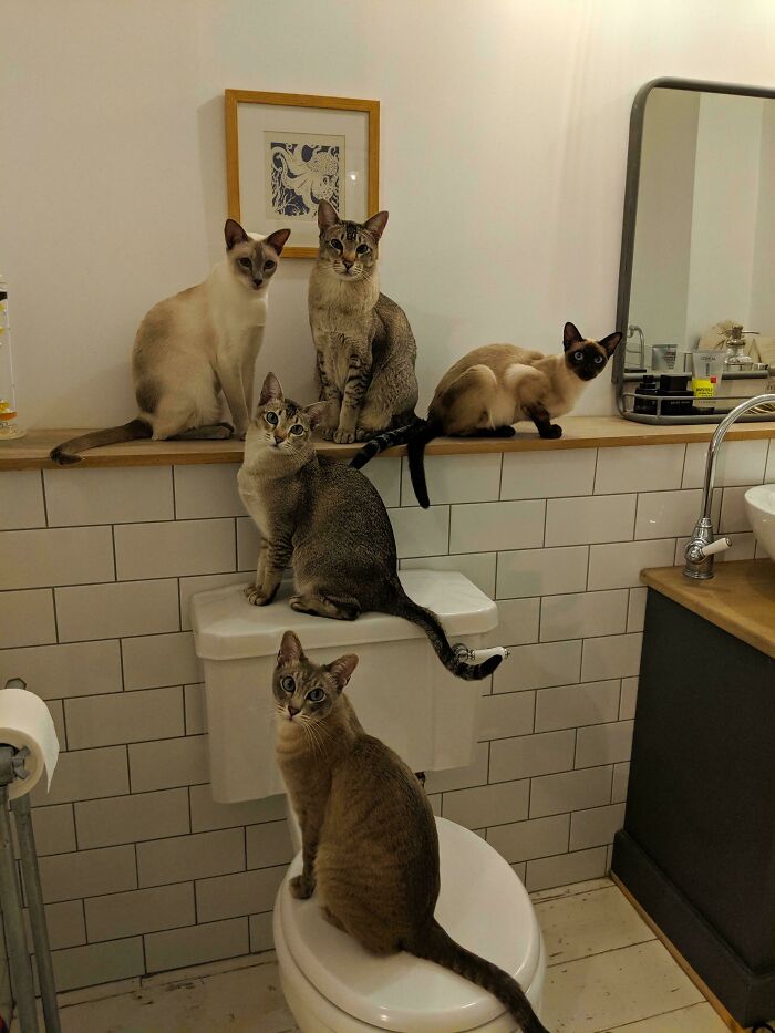 The Council Are Holding A Secret Meeting In The Bathroom