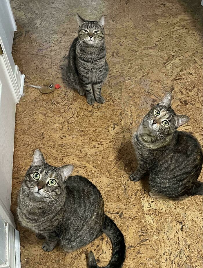 Council’s Feeding Time