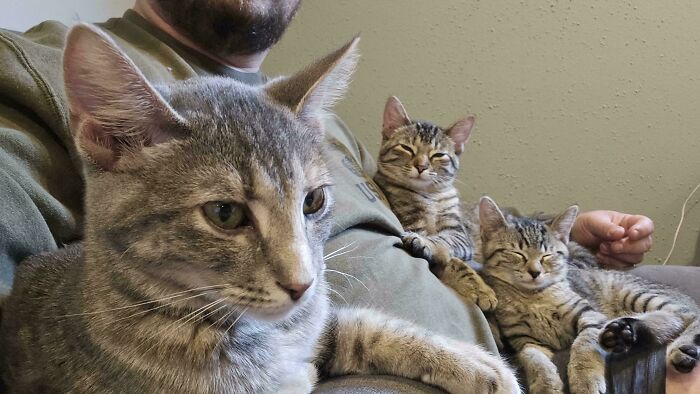 Am I An Honorary Council Member?