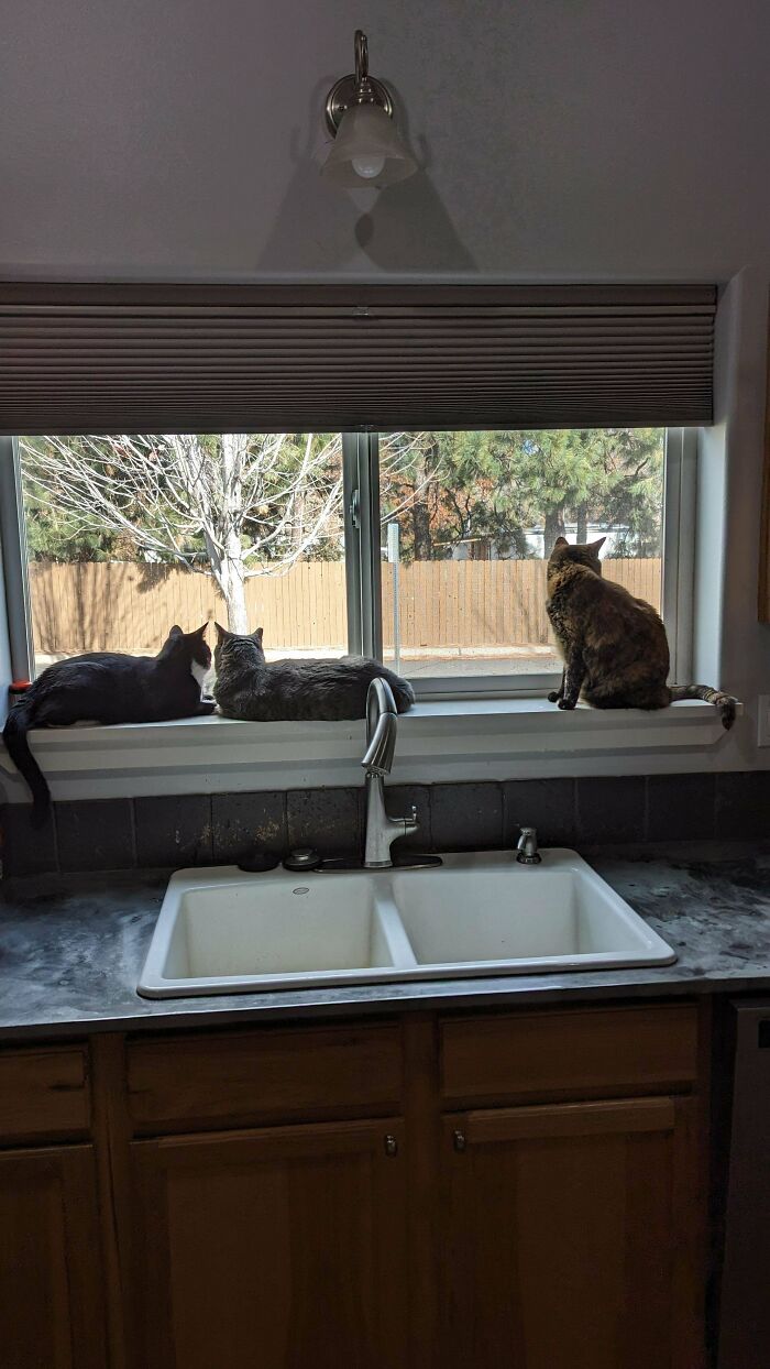 I Tried To Get Close Enough To Listen But I Failed. What Could The Council Be Deliberating!?