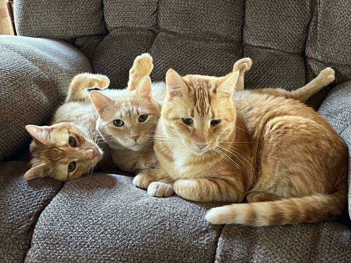 The Council Of Gingers Thinks I Should Find Somewhere Else To Sit