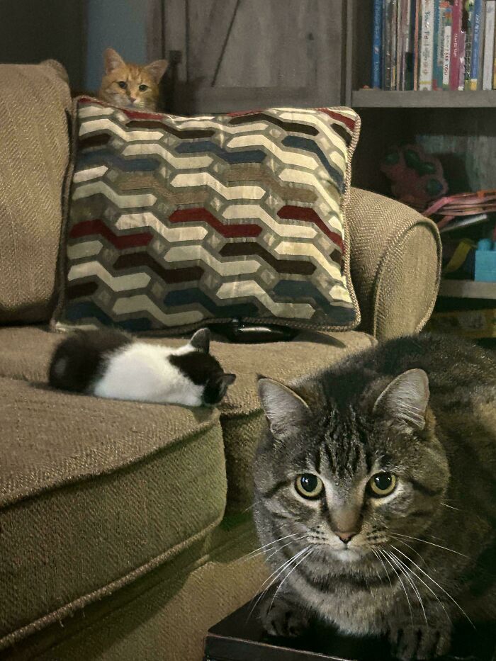 The Elder Ladies Are Beginning To Accept Their New Family Member