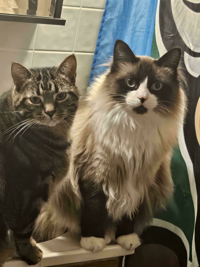 I Was Clearly Not Invited To The Bathroom Sink Meeting