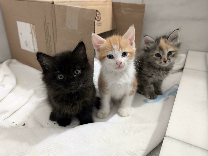 The Newest Council Members