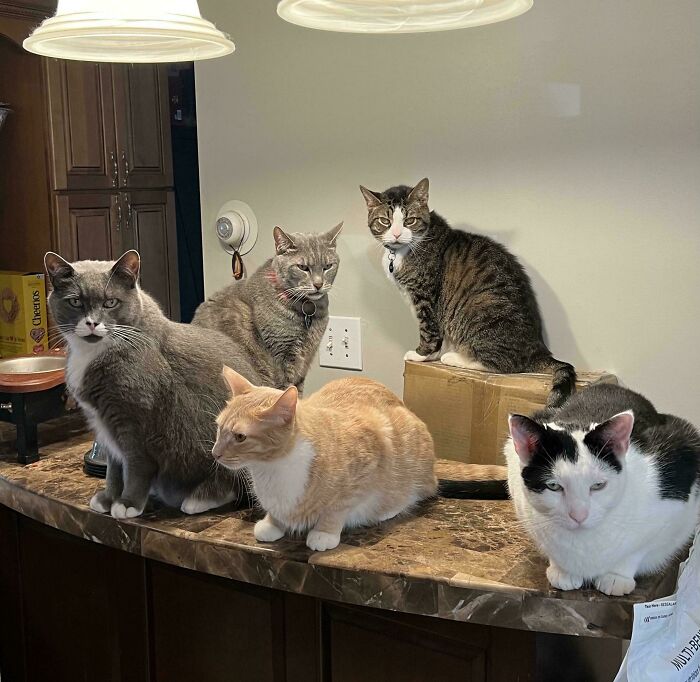 My Boys Hoping For Treats