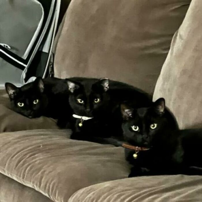 I Interrupted My Cats' Meeting