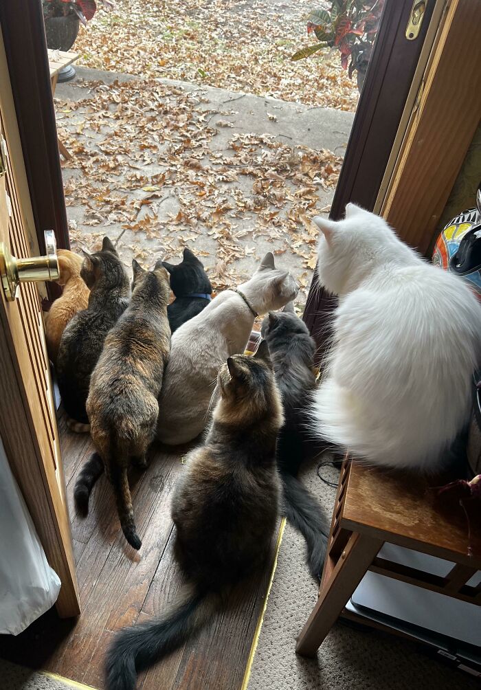 Morning Council Meeting. Today’s Topic: Where Did All These Leaves Come From?