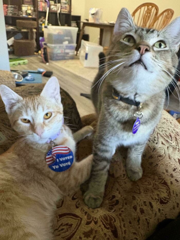 They Voted For Extra Wet Food