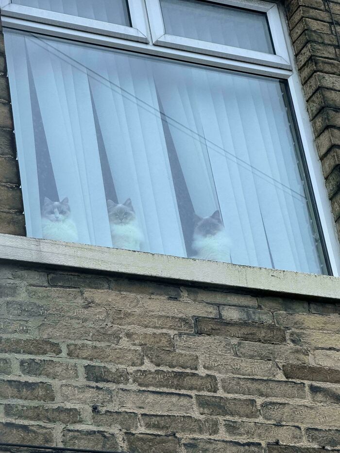 The Council Is Watching