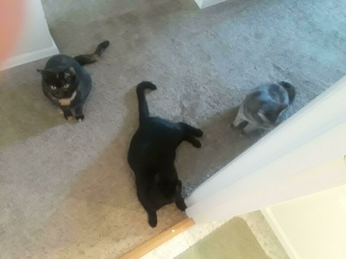 Don't Know What This Council Is For, Only That It Holds Session Every Time I Go In The Bathroom