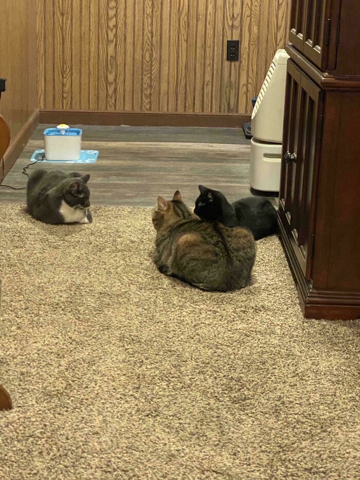 Turned On The Lights To Find This Meeting Of Just The Boys….😳