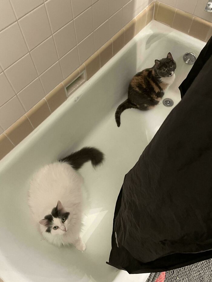Bathtub Meet