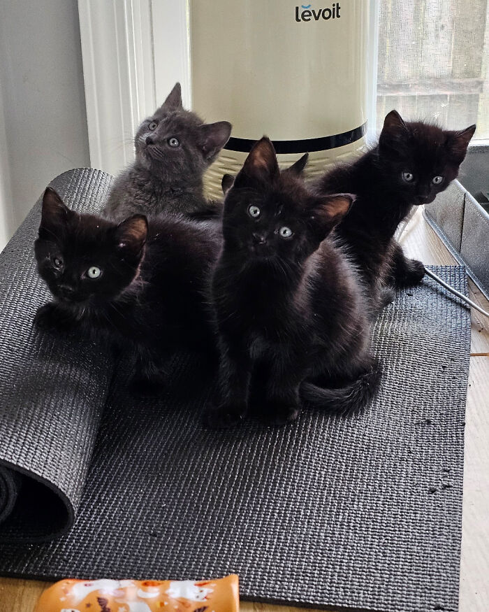 The Junior Council Looks Very Confused At Their First Meeting