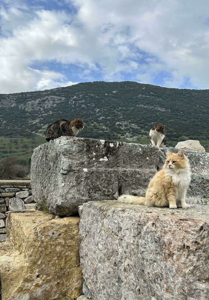 The Council Has Decided These Rocks Shall Be Their Resting Spot