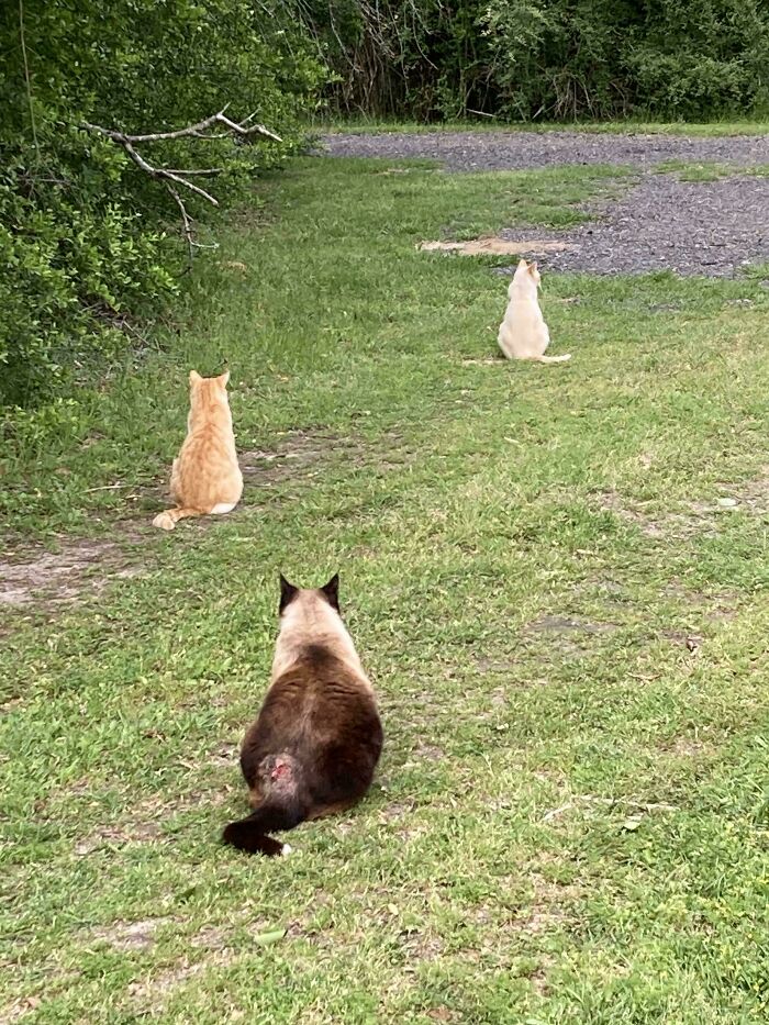 The Council Keeps Watch…