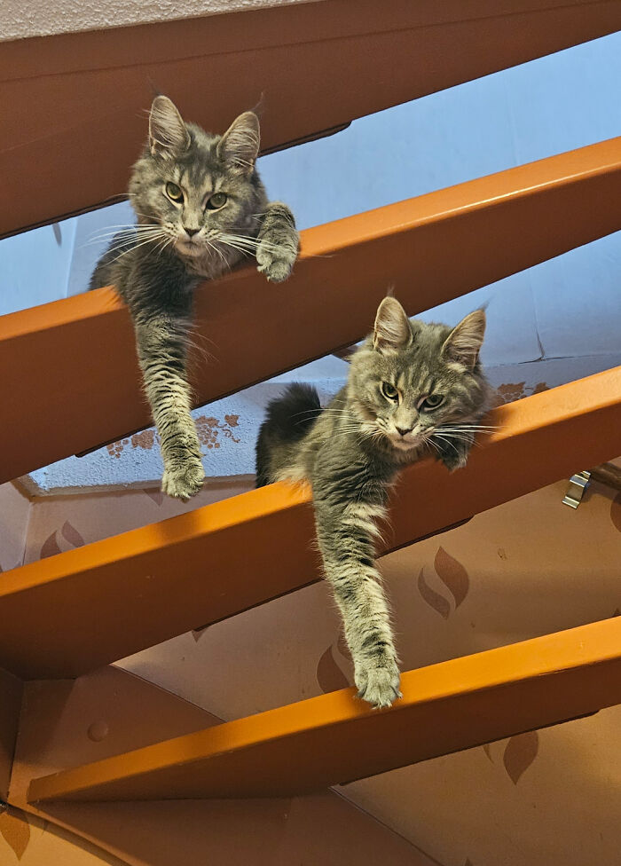 To Ascend The Stairs Of The Night, You Must Defeat Them. How Do You Proceed?