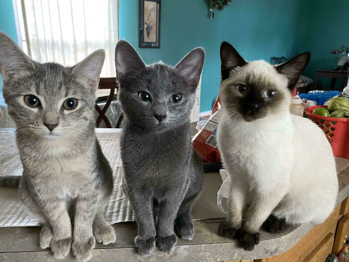 Council Of Da Girlz💅🏽