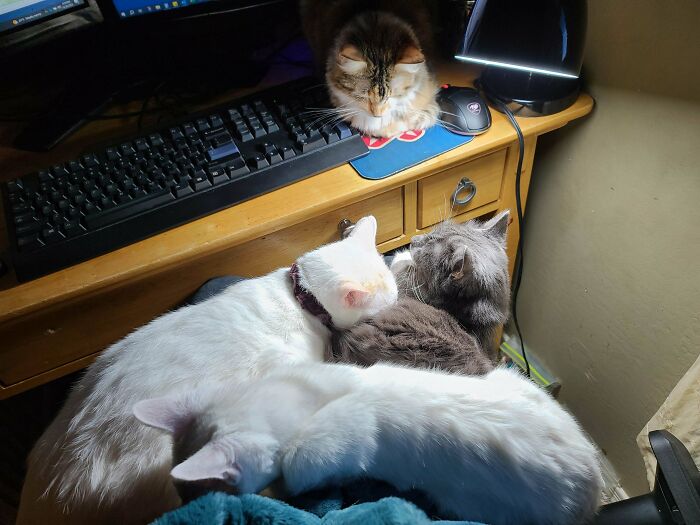 I'm Supposed To Be At Work. The Council Has Decided Otherwise