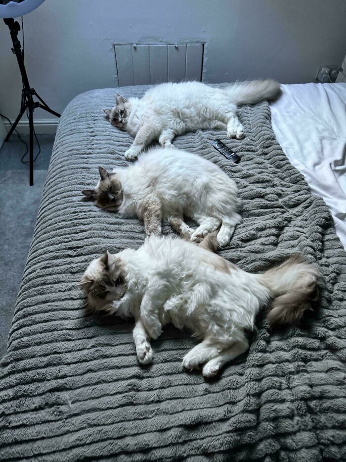 The Council Has Decided The Bed Belongs To Them Now