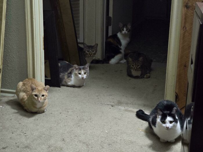 Some Of My Crew Joined Force To Demand Dinner A Hr Early!