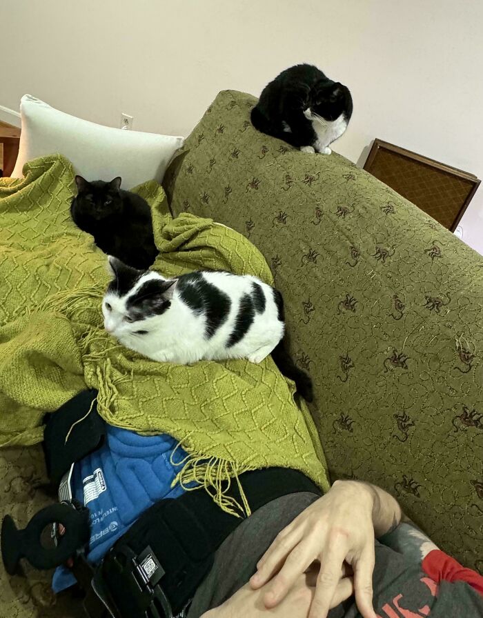 Council Of Nurse Kitties Has Convened