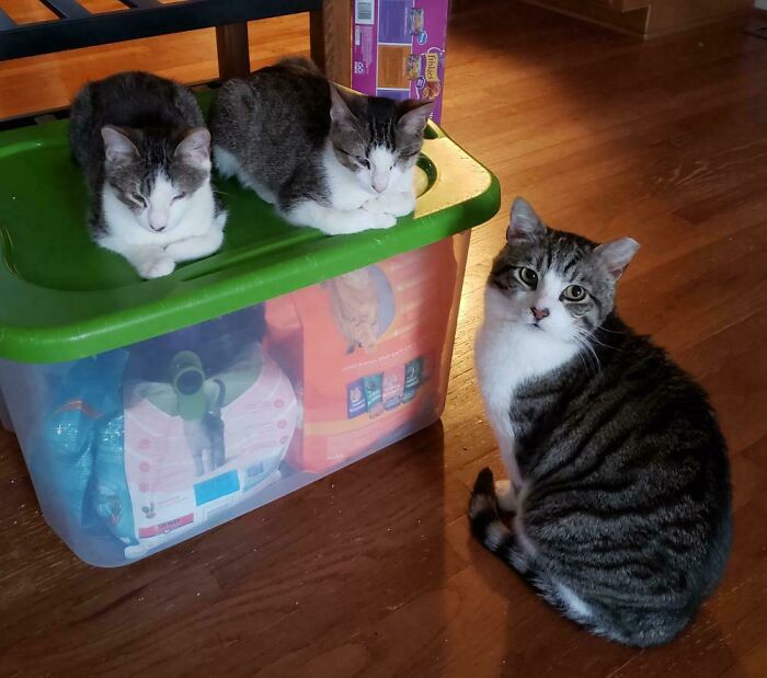 The Kitty Committee Will See You Now