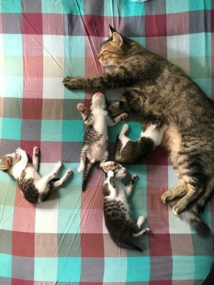 Council Of Sleepy Head