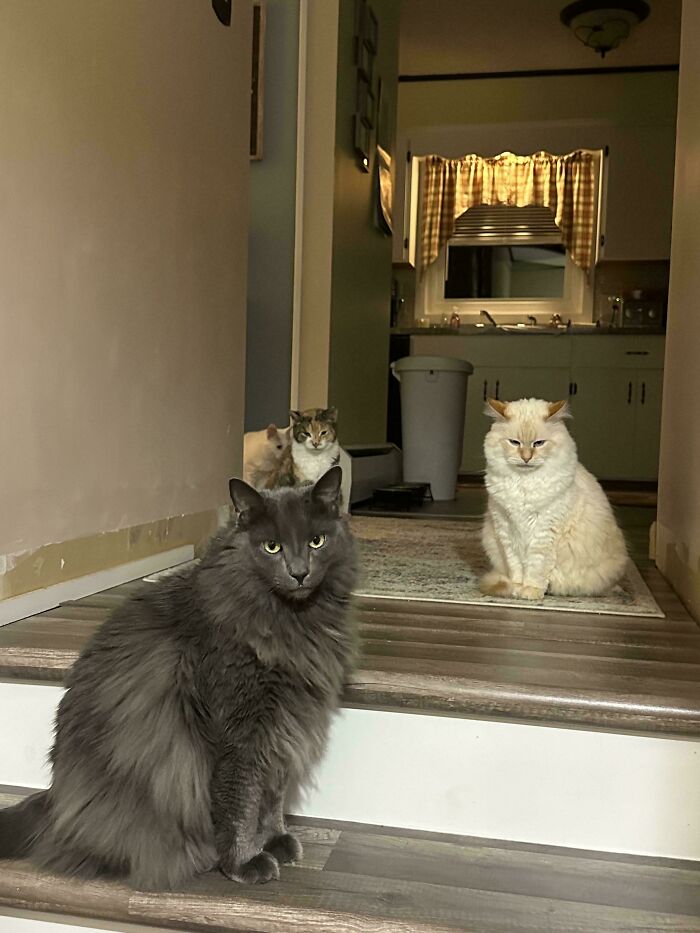 The Council Is Quite Displeased With My Tardiness Arriving For Evening Treat Time