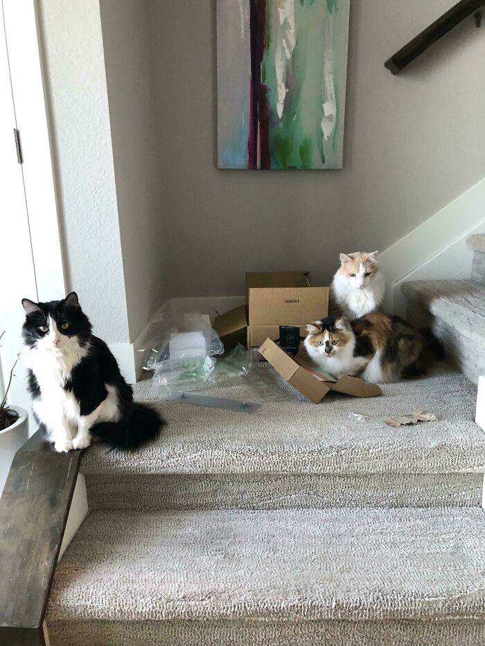 How About You Explain Why There Aren't Any Treats In This Delivery?